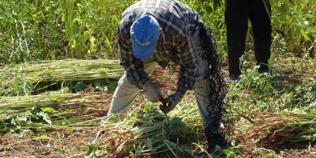 ‘Altın’ olarak anılıyor, 4.000 ton rekolte bekleniyor! Umutlu hasat başladı: Kilosu 140 TL ediyor 1
